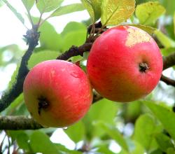 How To Use Apple For Skin Care